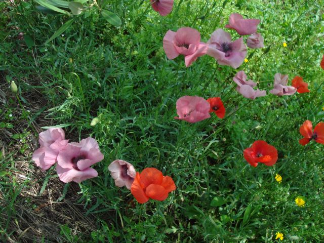 non solo rossi - Papaver rhoeas